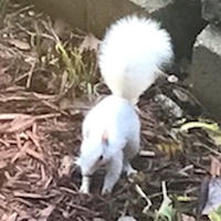 white squirrel on wood chips